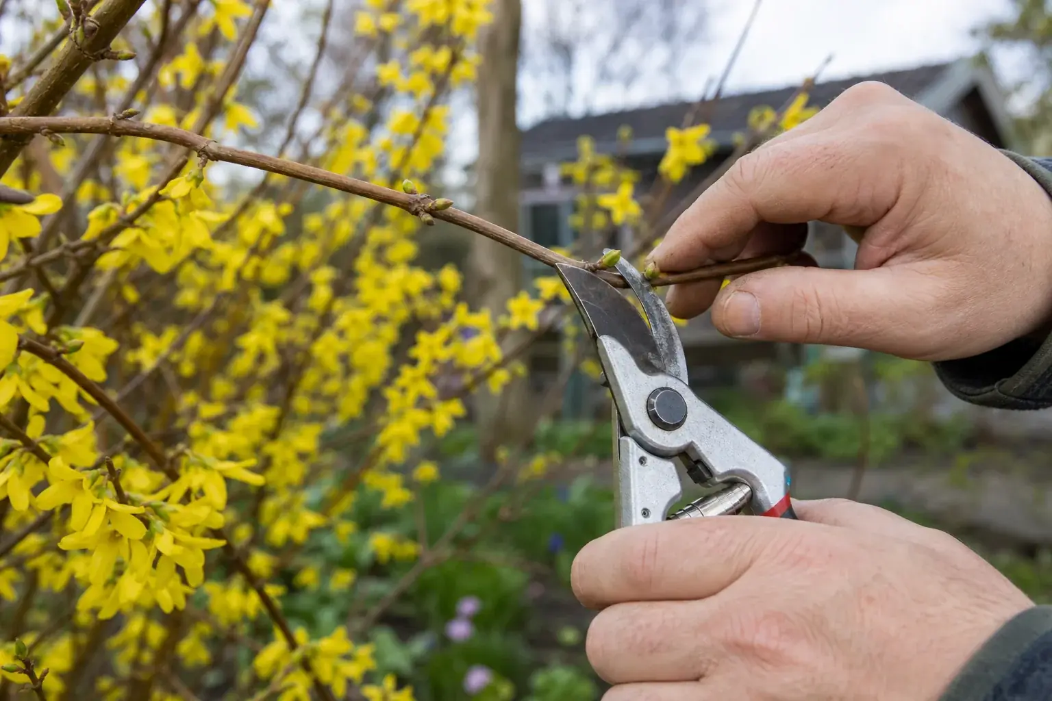 Forsythia snoeien: gereedschap, tijdstip en techniek