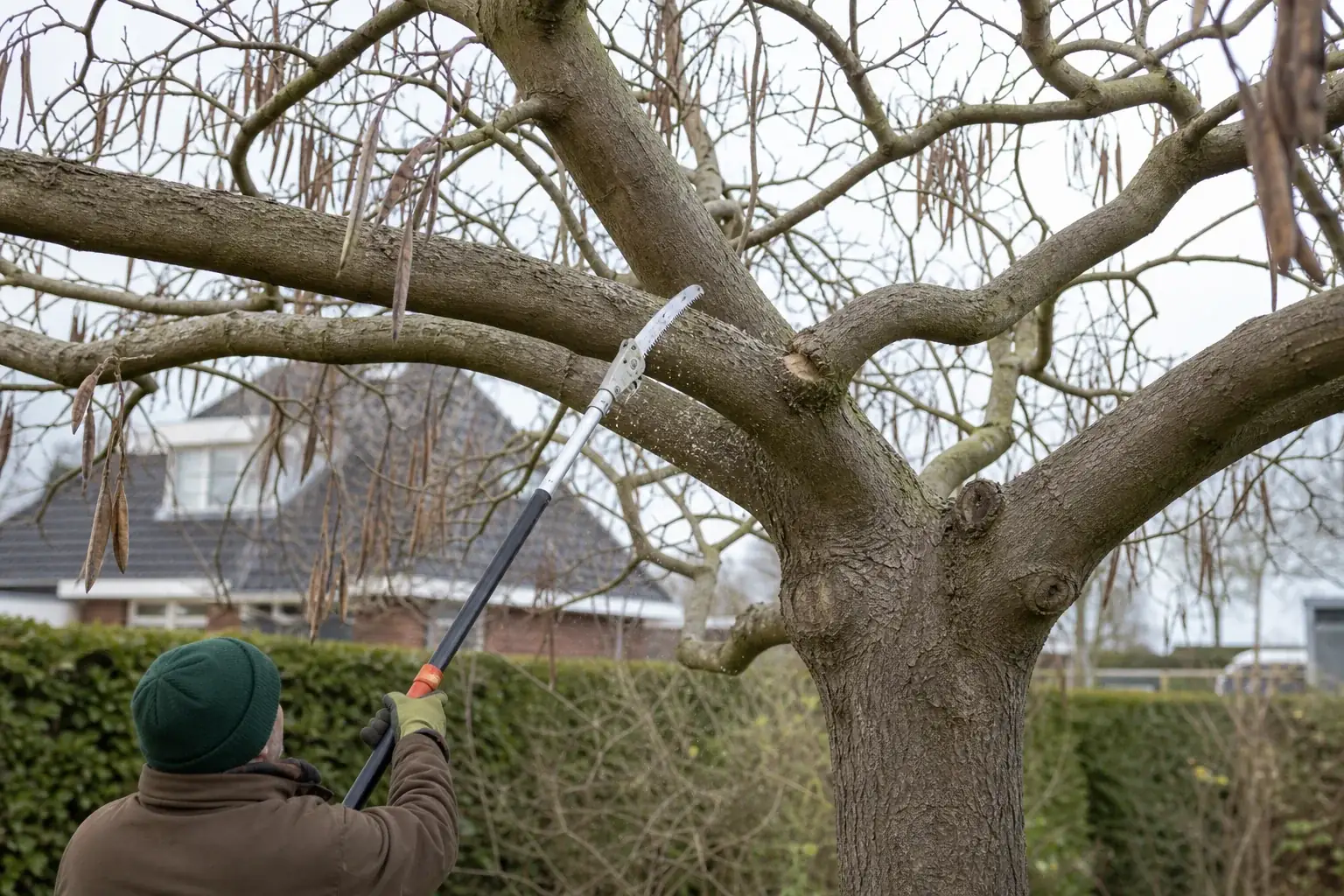 Trompetboom snoeien: wanneer en hoe?